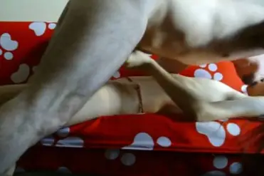 Bokep Indo Skandal ABG Bispak Ibukota Main Di Hotel